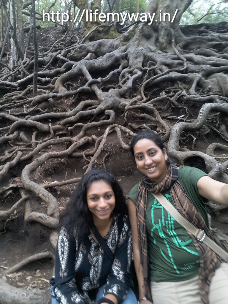 At Guna Caves,tree roots